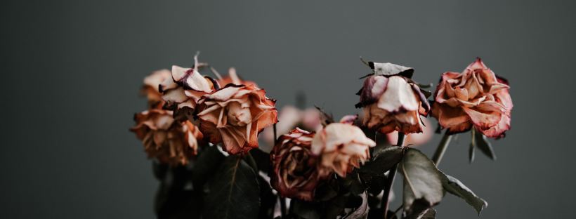 Wilted by Annie Spratt on Unsplash: It Ends With Us by Colleen Hoover (The Modest Reader)